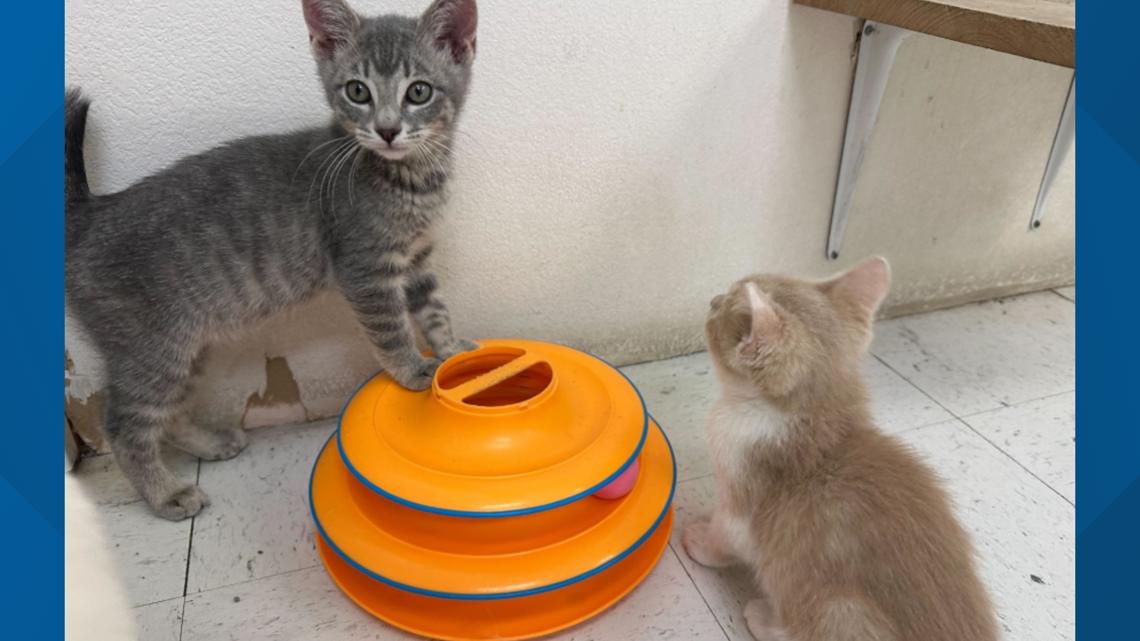 Meet Rolly Adopt Kittens Rolly and Missoula from Grand Companions | newswest9.com