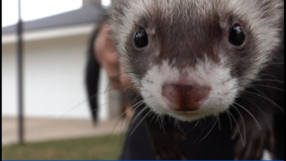 Incredible journey Lost ferret finds its way home