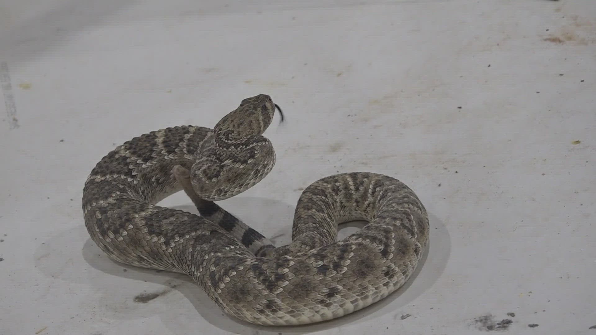 Thousands of pounds worth of rattlesnakes will be dropped off during the event.