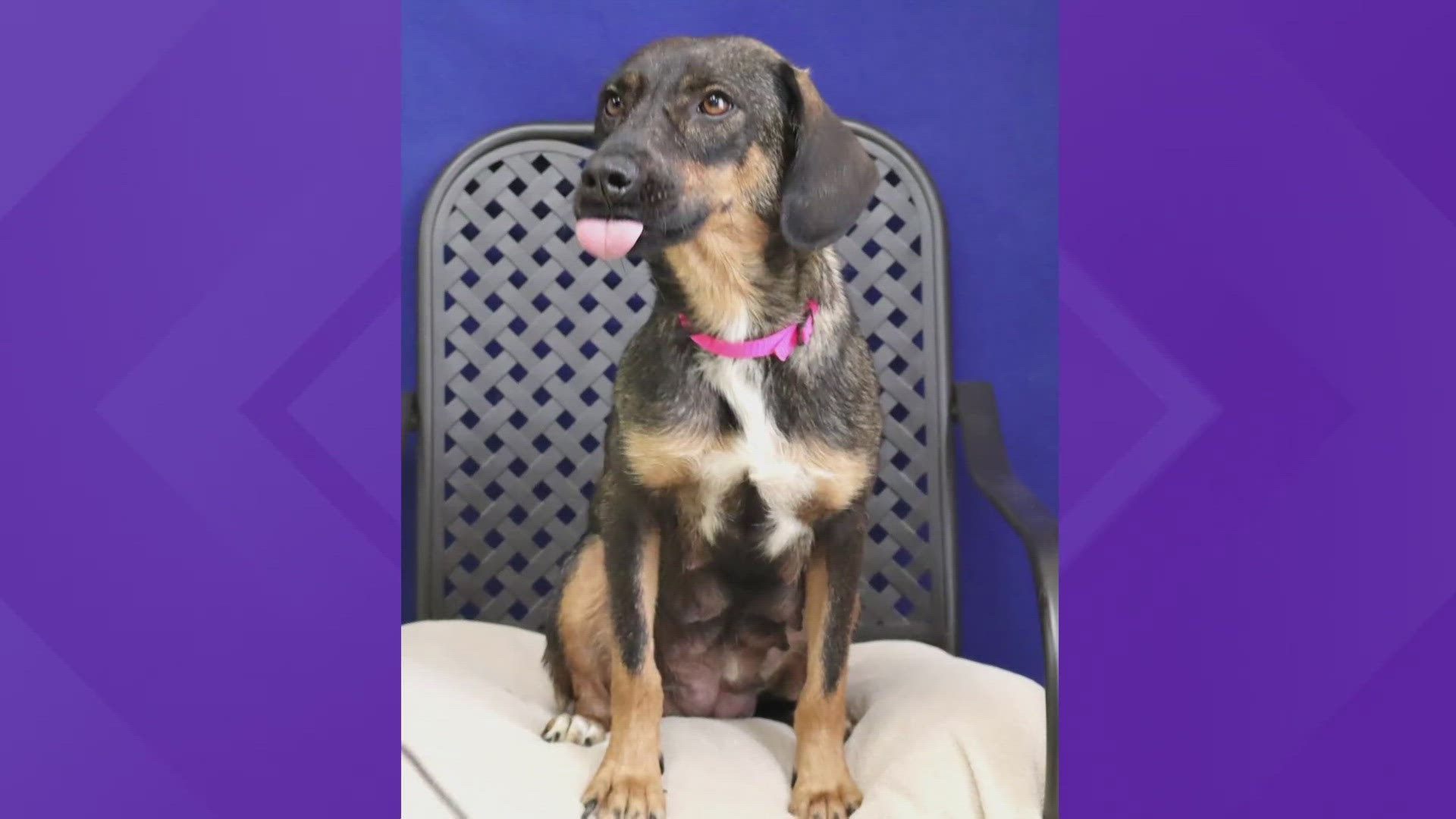 Toffee is a 30-pound three-year-old hound mix that lives up to her sweet name.