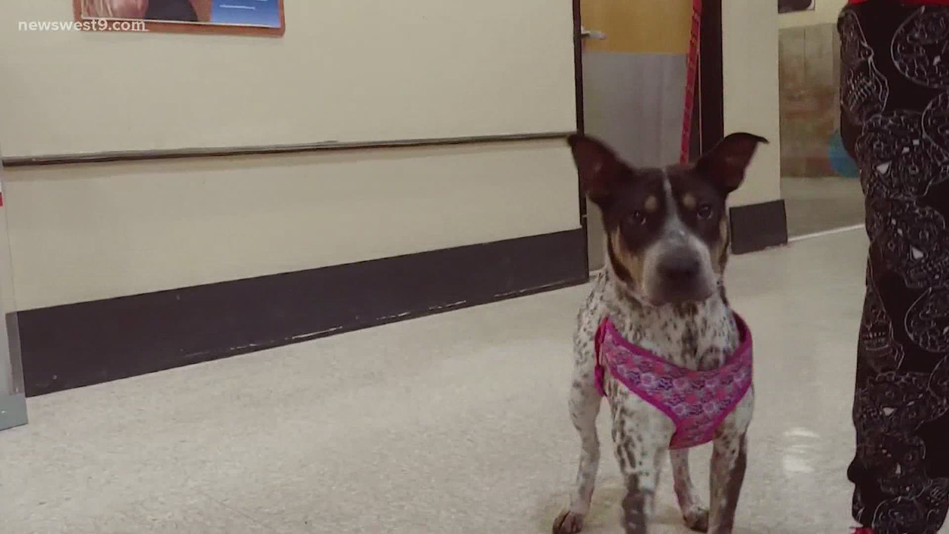 Ruby is a one year old female heeler mix.