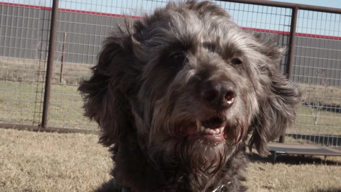 Dog involved in deadly car accident flourishing with new family - Vimarsana News