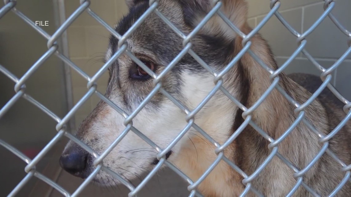 Odessa animal ordinance drawing some doubt over ability for pet owners to comply - Vimarsana News