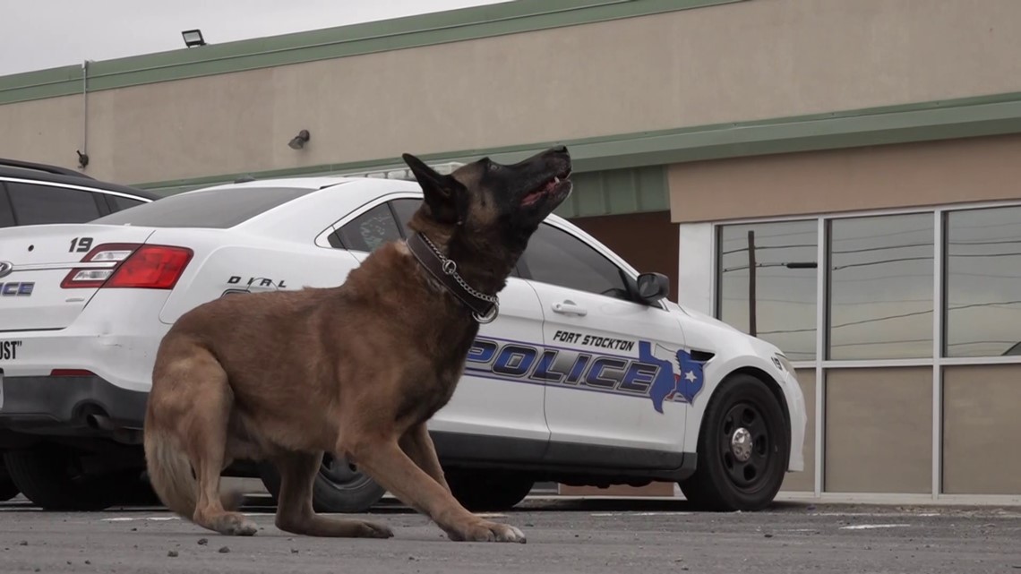 'I can't go to work without him' | Fort Stockton Police Department K9 ...