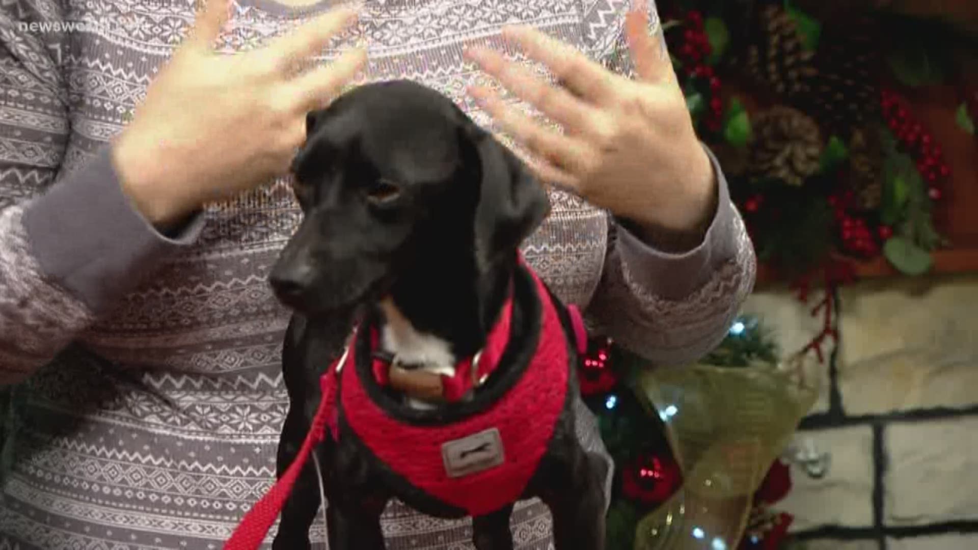 Meet Eric, our Pet of the Week courtesy of the Midland Humane Coalition!