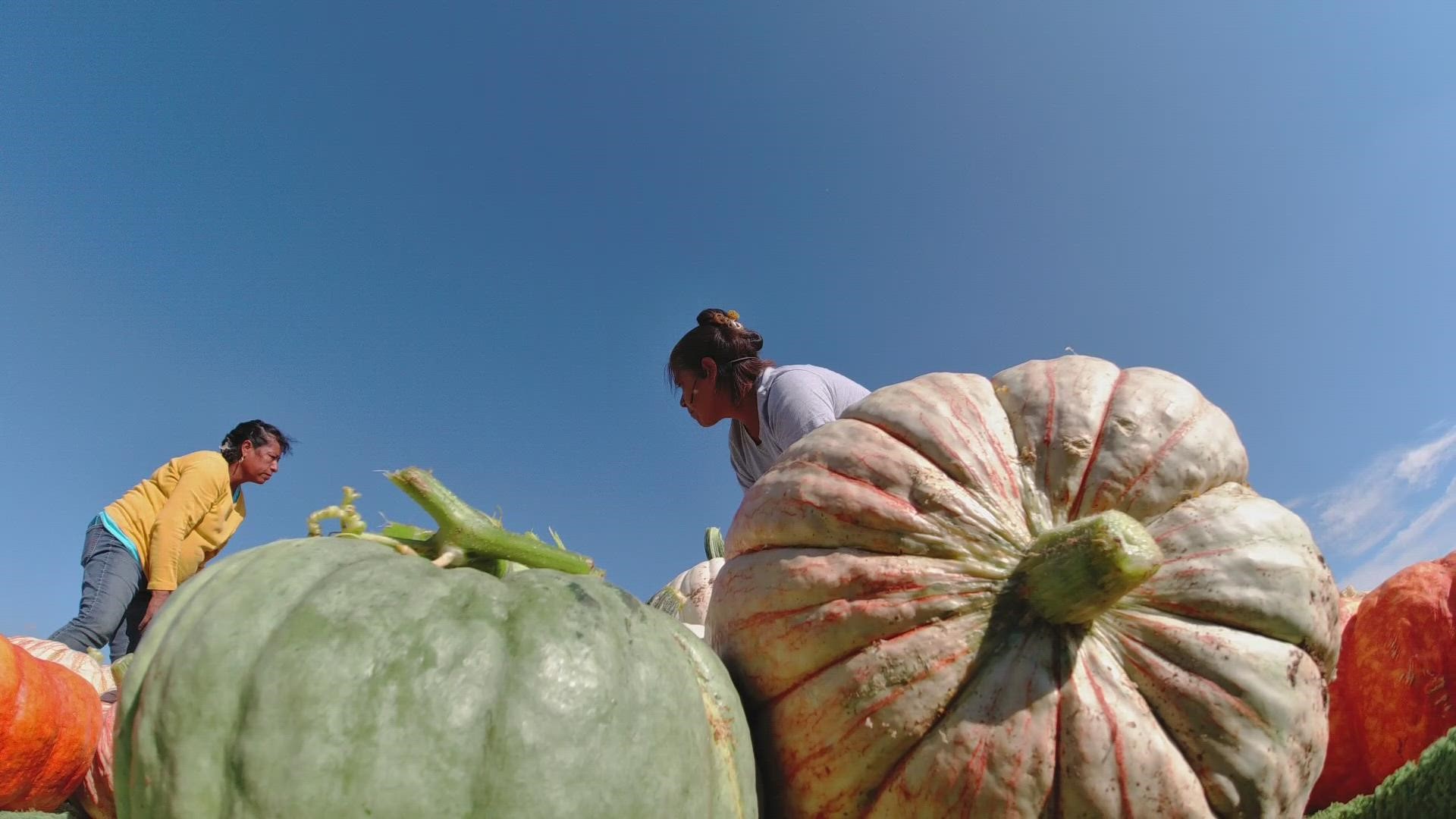 Assiter Punkin Ranch and Pumpkin Patch in Floydada, Texas has all the pumpkins you need for the Halloween season.