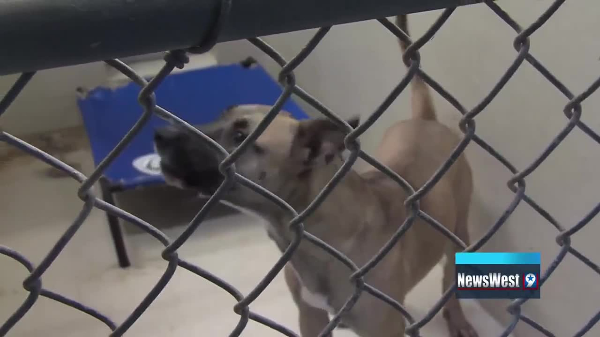 Animal shelter closing near sales me