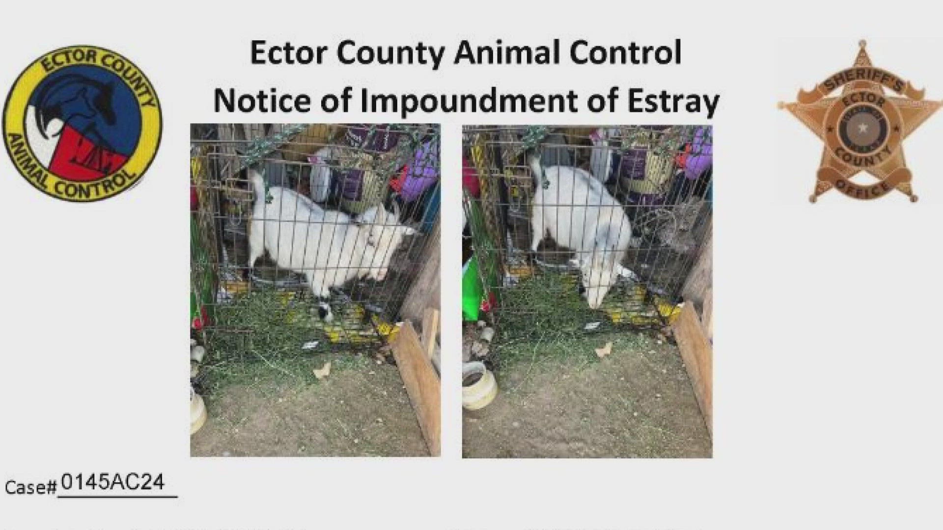 If ownership of the estray goat is not determined by Feb. 9 or the owner of the estray goat fails to pay fees to ECSO by Feb. 9, it will be sold at auction.