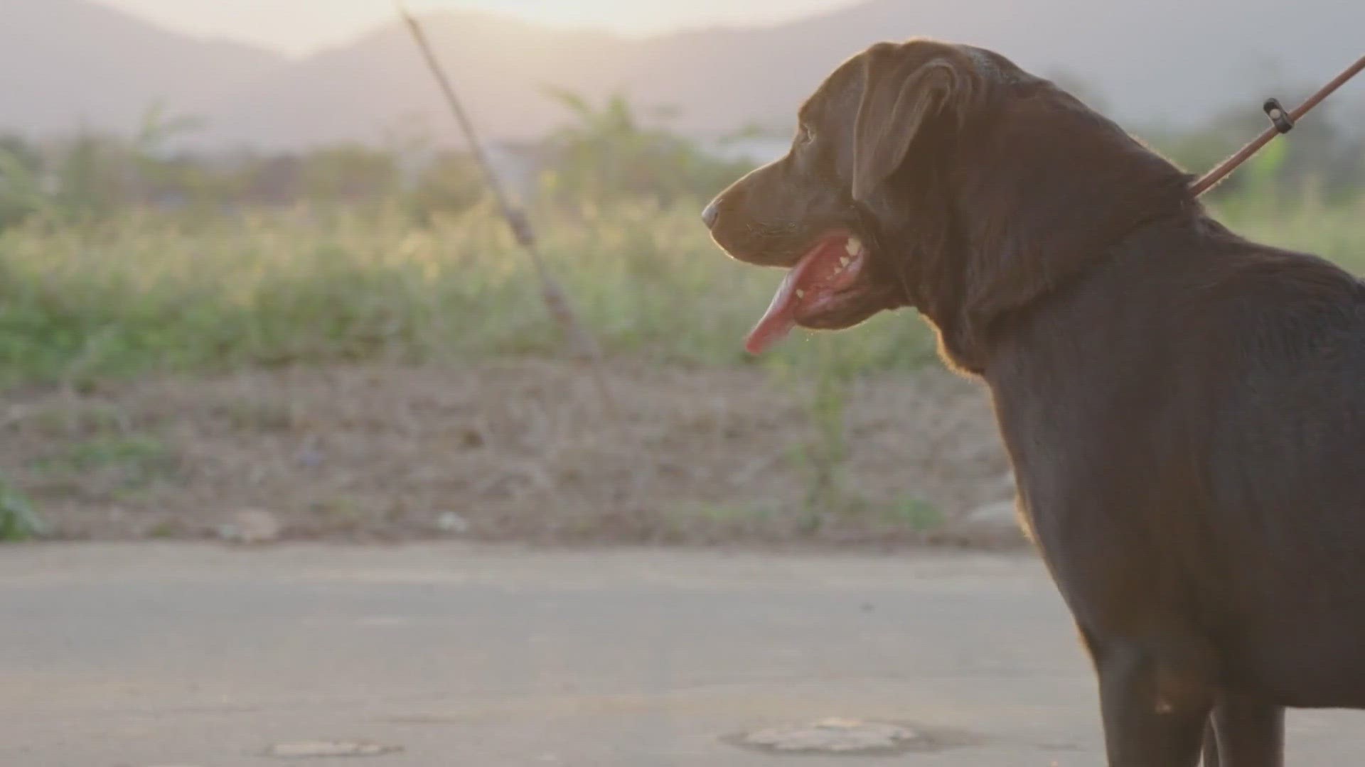 Our furry friends don't cool off the same way we do.