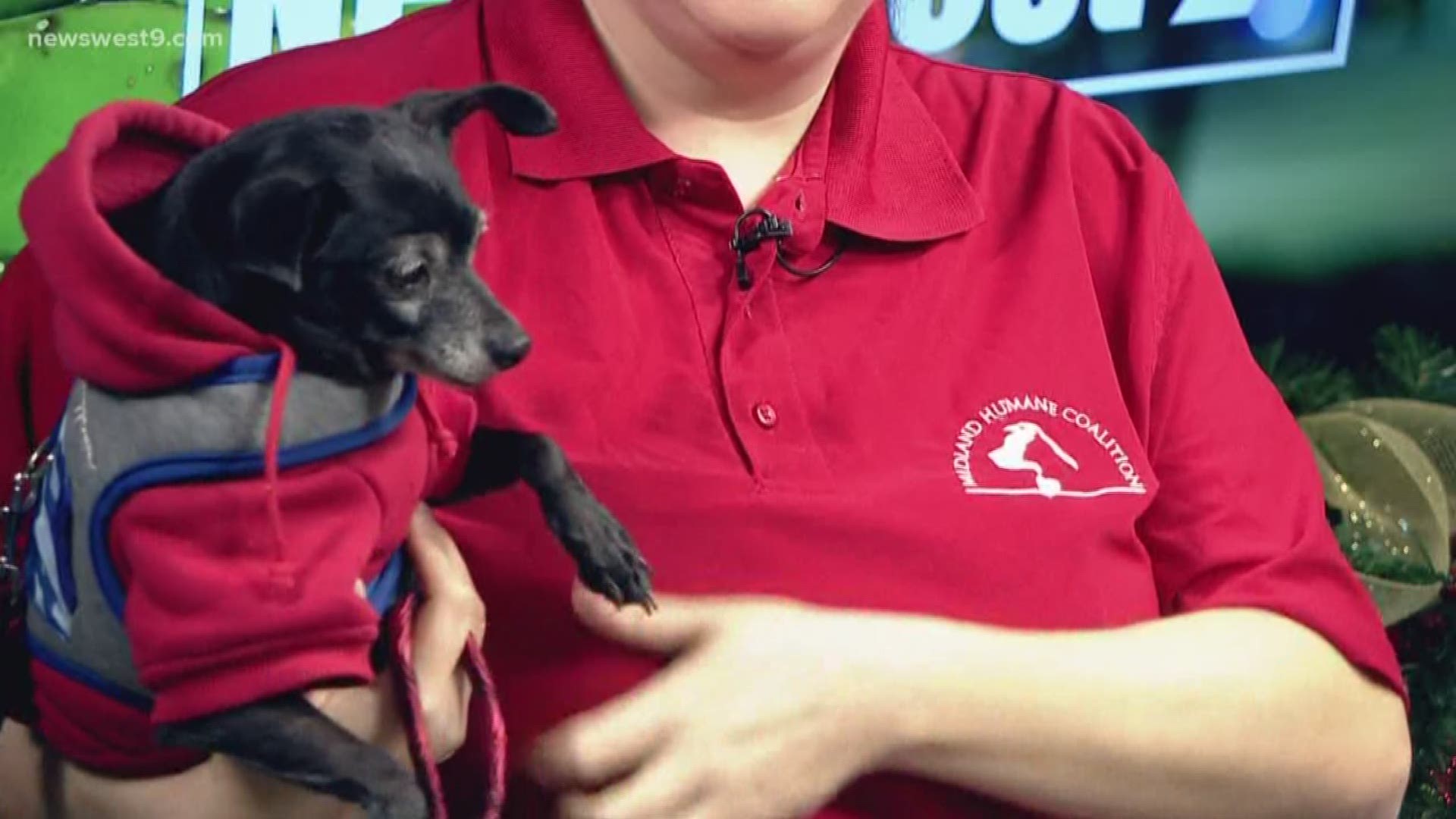 Meet Mabel, our Pet of the Week courtesy of the Midland Humane Coalition!
