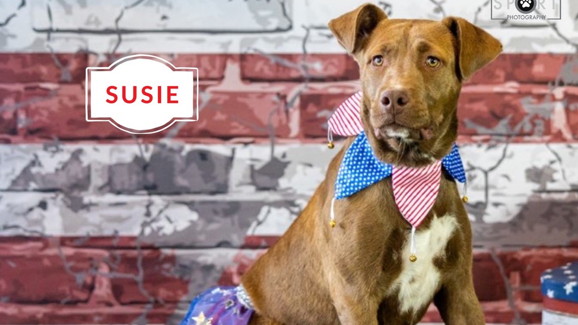 Meet Susie, NewsWest 9's Pet of the Week - Vimarsana News
