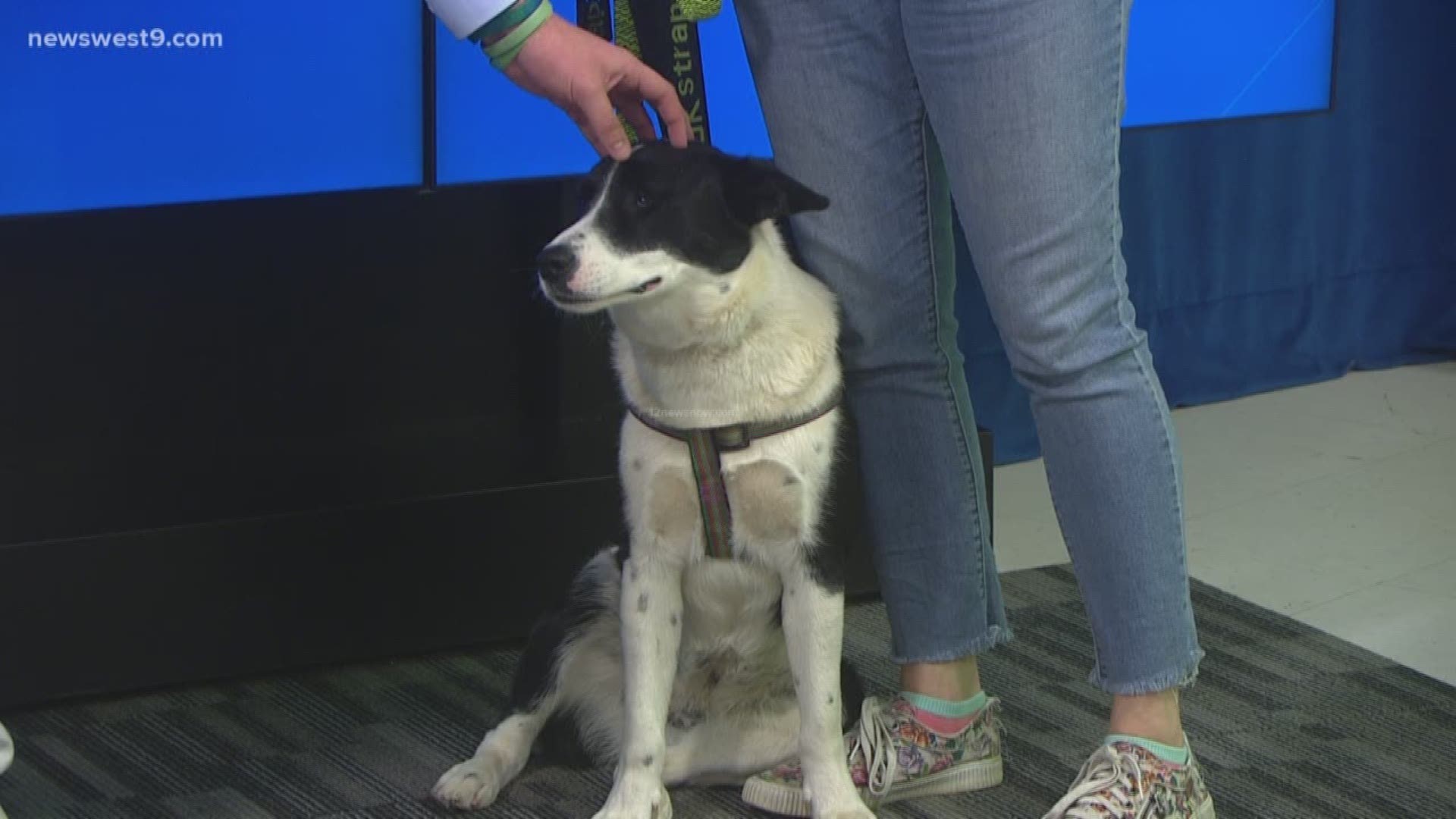 Meet Katie, our Pet of the Week courtesy of the Midland Humane Coalition!