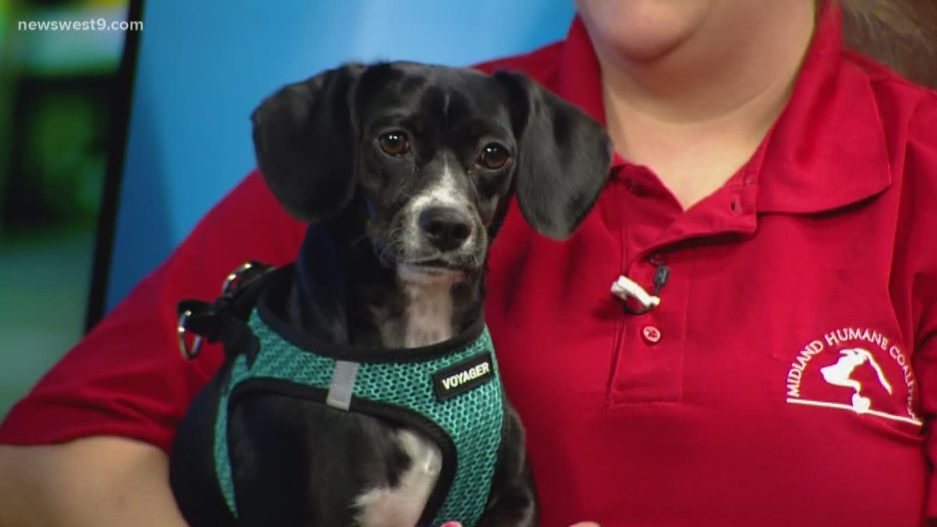 Meet Chantilly, our Pet of the Week courtesy of the Midland Humane Coalition!