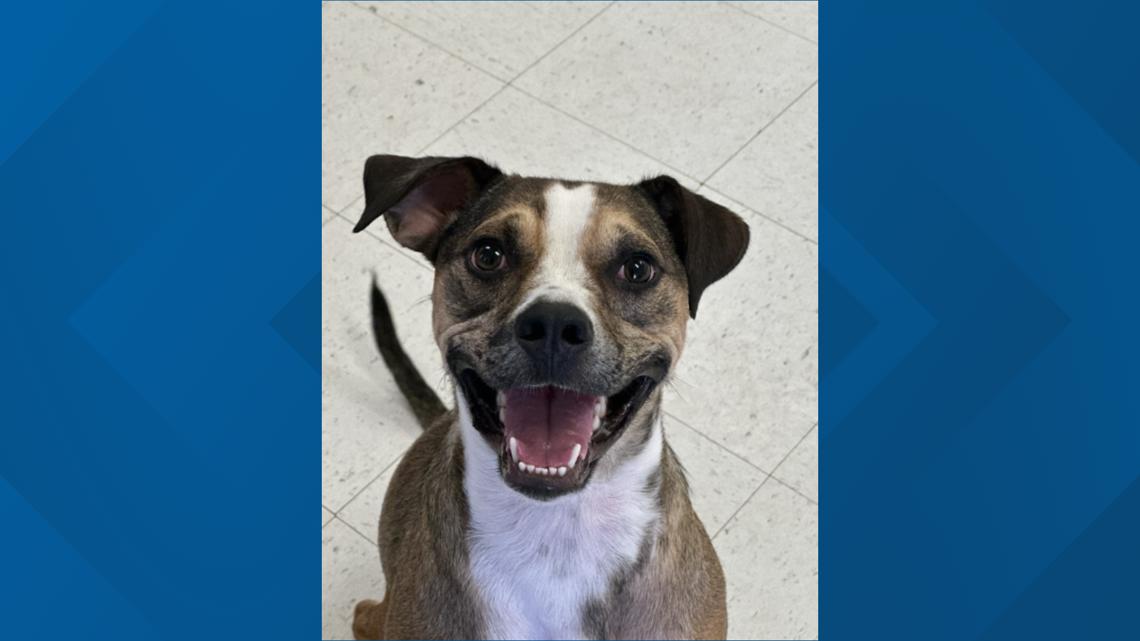 Meet Katara: Pit Bull Mix Ready for Adoption