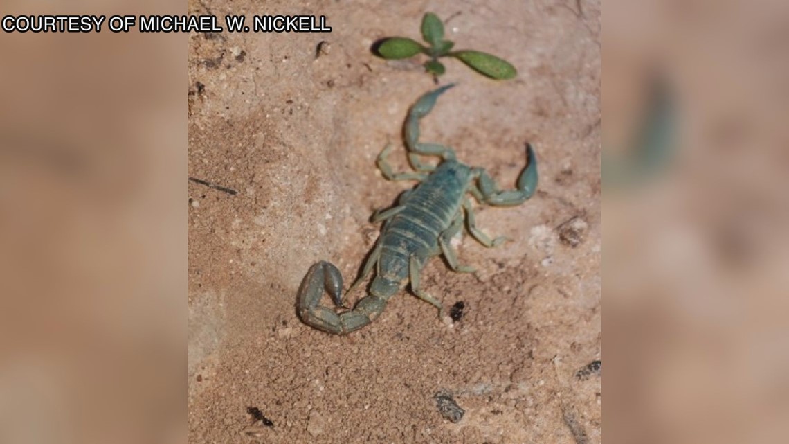 Can scorpions prosper in the Permian Basin? - Vimarsana News