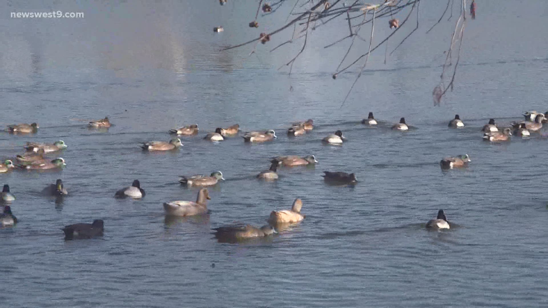 69 of the 80+ ducks at the duck pond are relocated at McCamey, Texas.