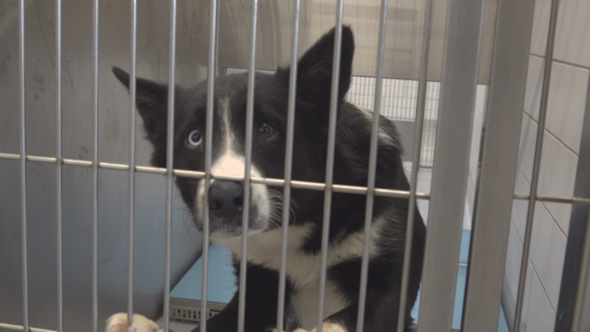 The new ordinance in Odessa will require pets to be spayed and neutered, while limiting the amount of pets to four.
