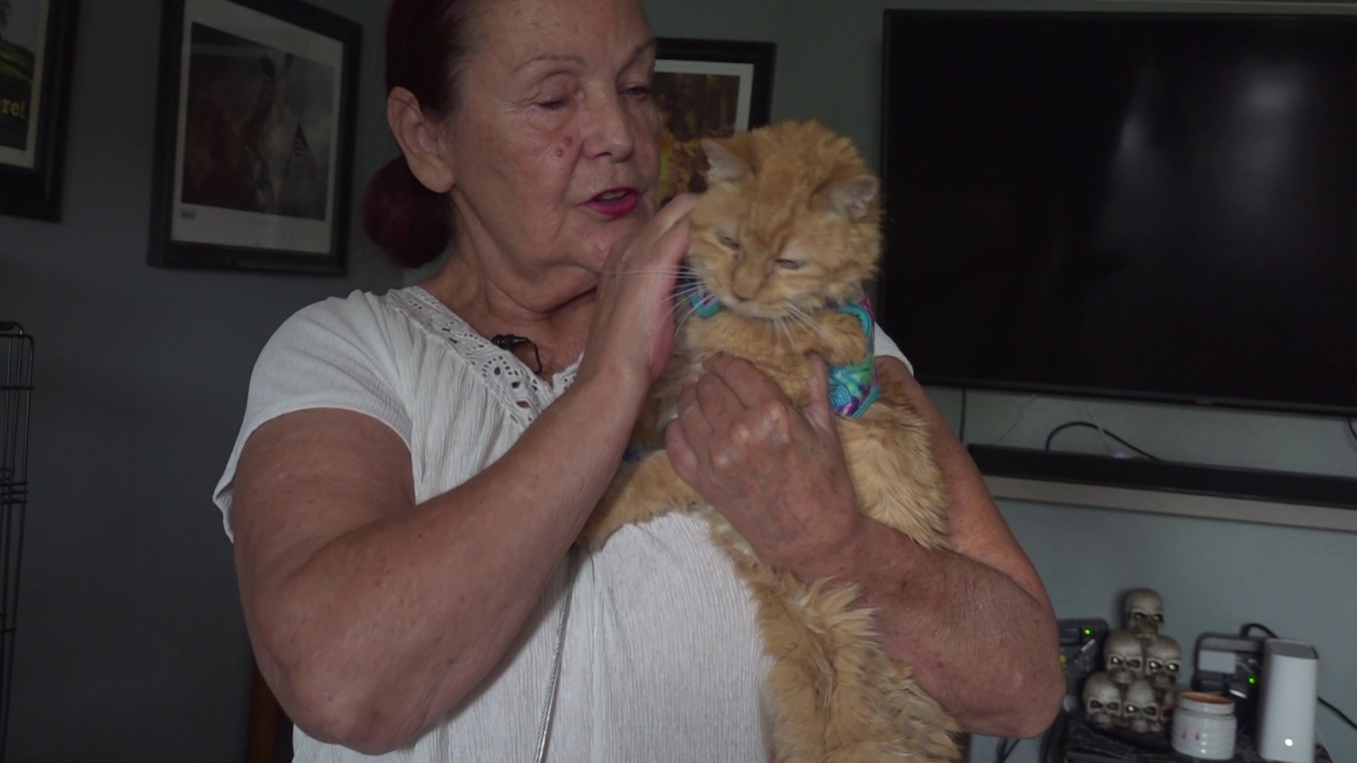 "I never gave up on them and I'm seeking a rescue that won't give up on them either," said Vickie Lee, president and founder of PAWS Cat Rescue Haven House.