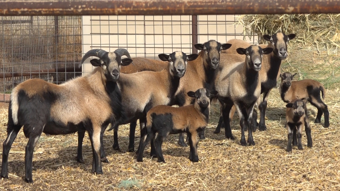 Winter weather puts West Texas ranchers in prep mode to protect livestock