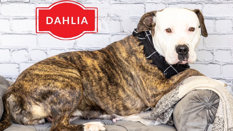 Meet Dahlia, NewsWest 9’s Pet of the Week