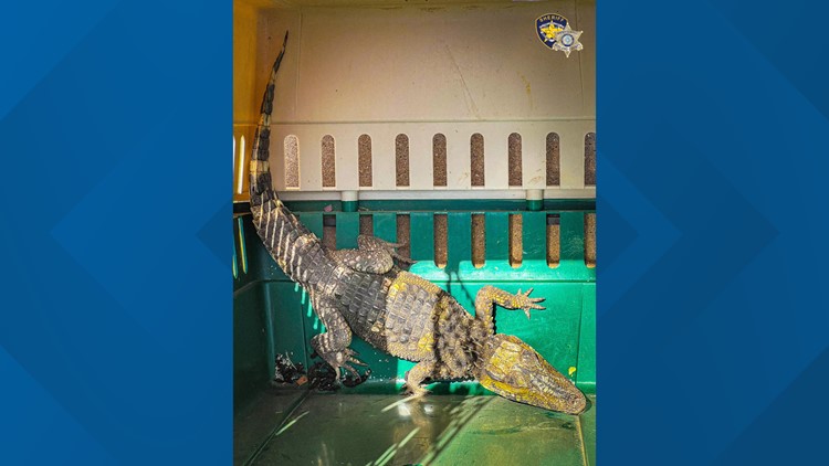 Pet caiman found in Midland mobile home park being returned to owner