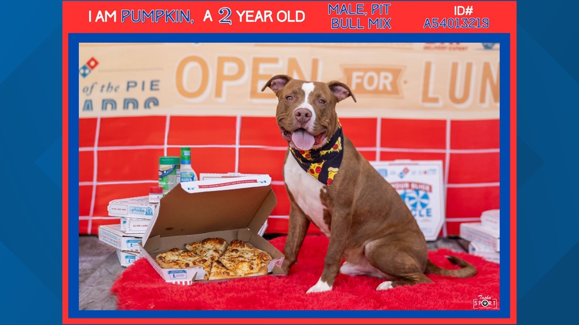 "Operation Pizza for Paws" in Midland provides special adoption deal - Vimarsana News