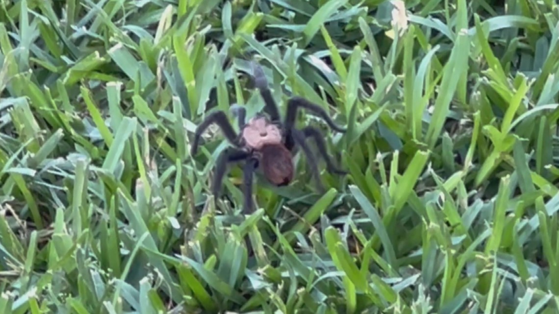 Tarantulas are more beneficial to you than you think - Vimarsana News