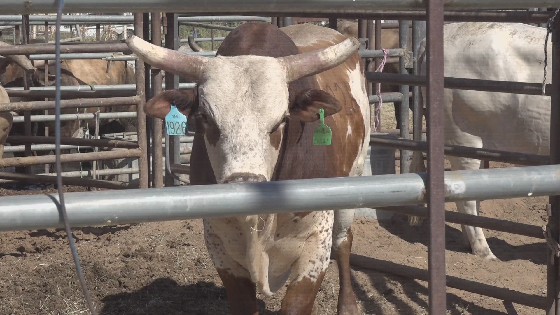 They had special guest Chandler Pearson Band and over 40 riders, PRCA Bull Fighters, goat roping, live music, BBQ and more.