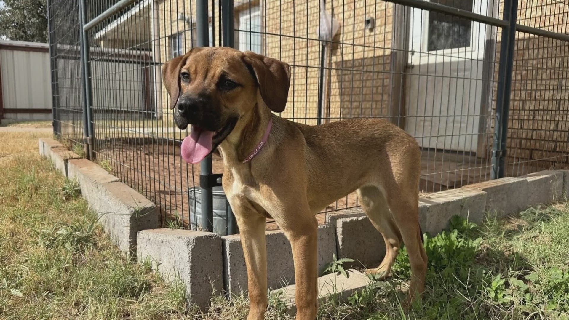 Fern is an adventurous, sweet and loving dog looking for her forever home. She is located at Midland Grand Companions. 