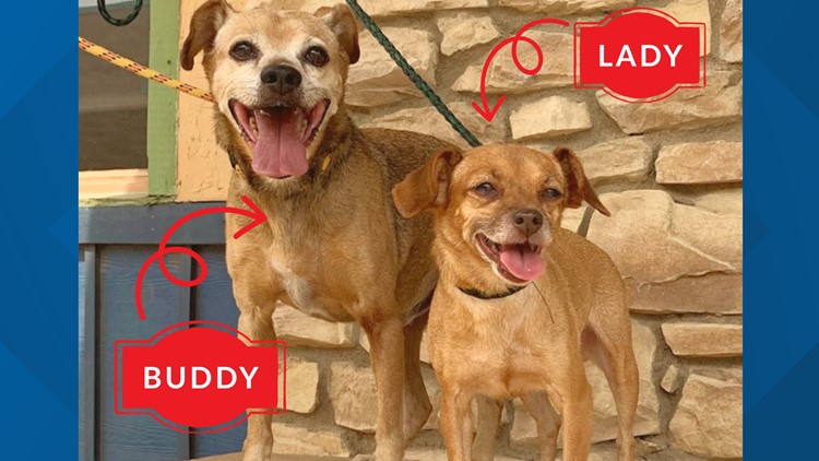 Meet Buddy and Lady, NewsWest 9's Pets of the Week
