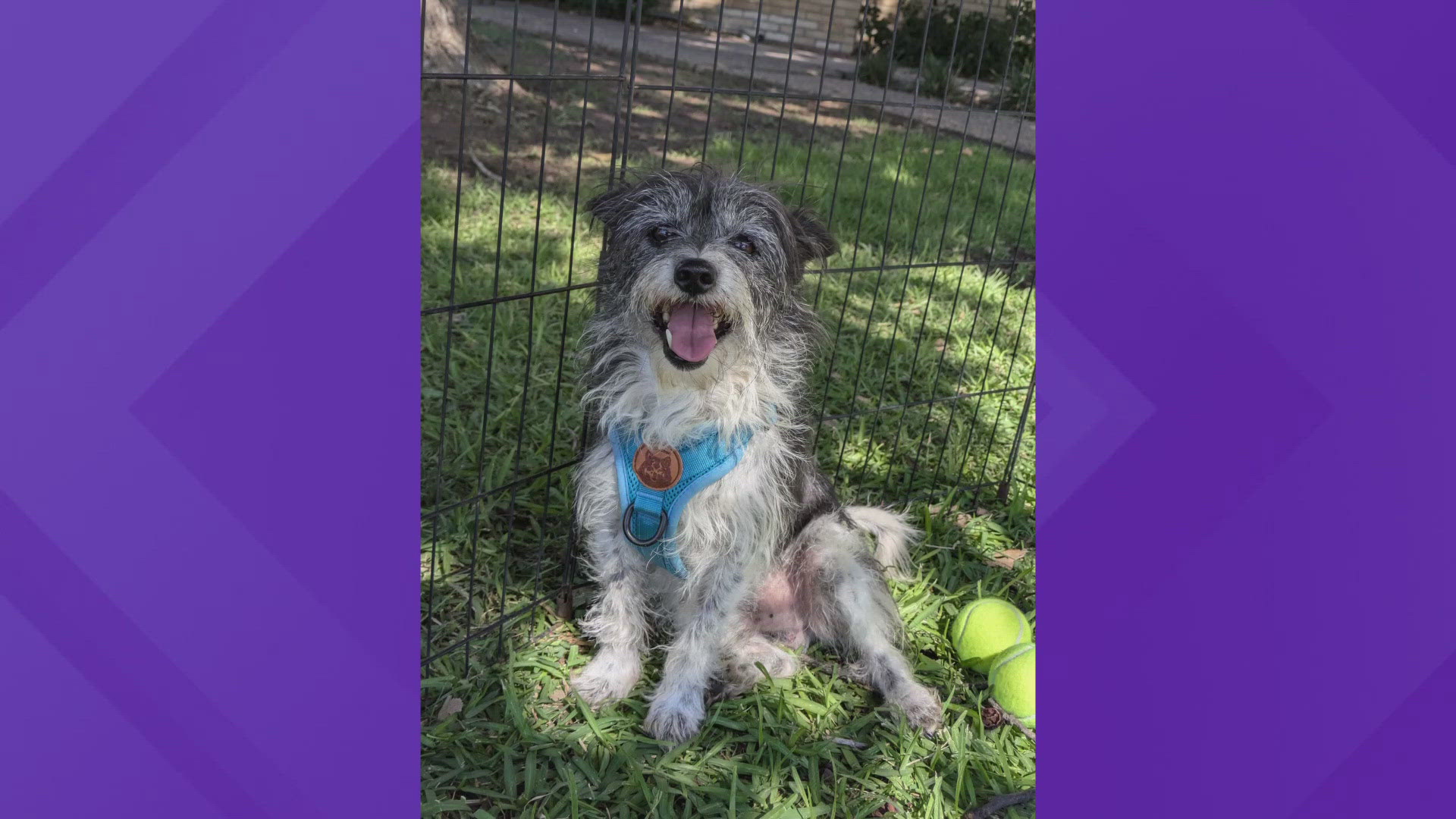 Oreo is a five-year-old Terrier Mix who is quick to jump into your lap and ask for affection.