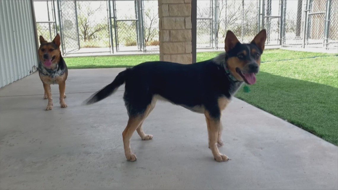 Meet Cowgirl, Badger and Julip, NewsWest 9’s Midland Pets of the Week