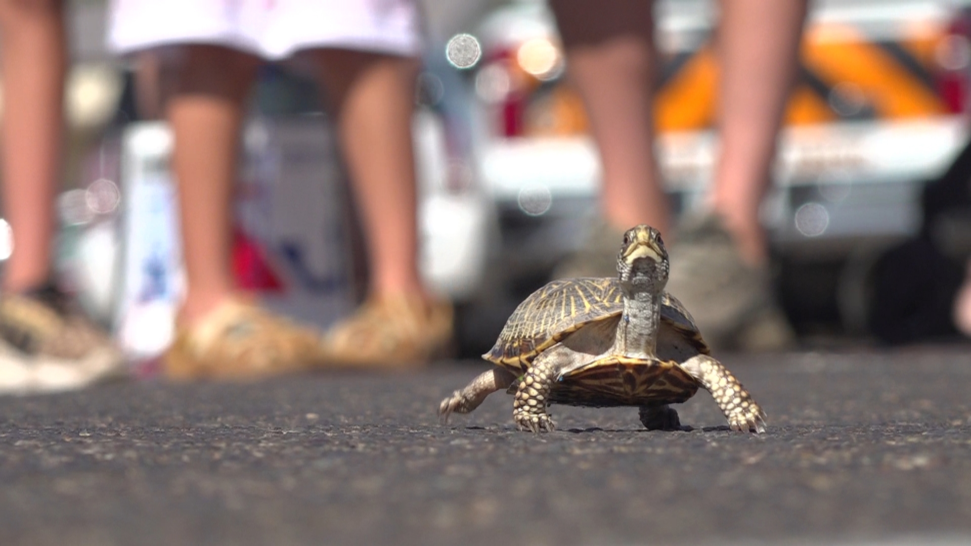 Turtle racing has been a part of the celebration every year. This year, the Andrews Chamber of Commerce added a bounce house, a foam party and a rock climbing wall.