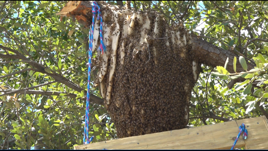 Massive Beehive In Midland Stuns Homeowner