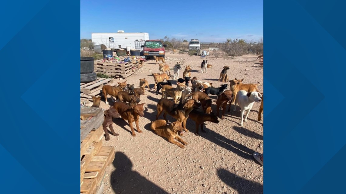 West Texas rescues work together to save 100+ dogs from hoarding