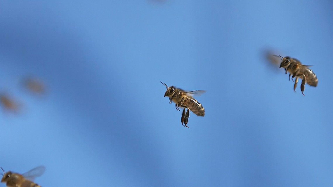 Change of seasons brings change in bee behavior - Vimarsana News