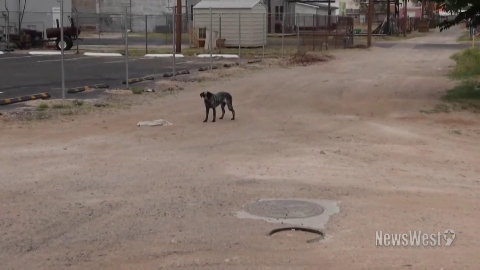 Midland Animal Services talked about the consequences of animal dumping and what to do when you can no longer care for an animal.