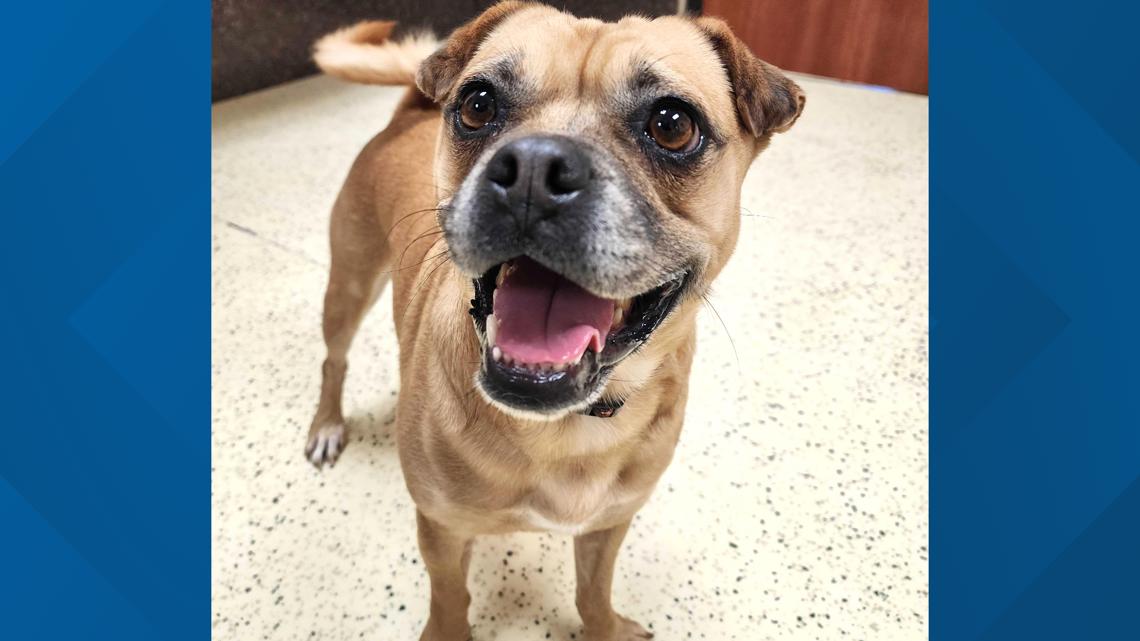 Meet Amy, NewsWest 9's Pet of the Week | newswest9.com