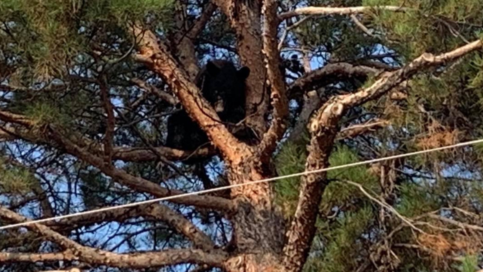 Alpine PD and Texas Parks and Wildlife say the bear does not pose an immediate threat but are working to relocate it.