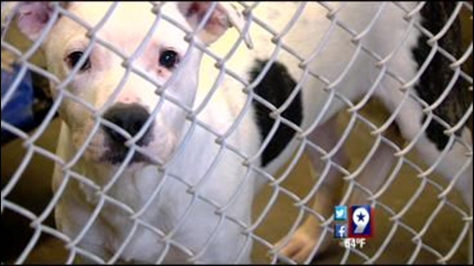Odessa Animal Shelter Looking to Make Renovations, Expand