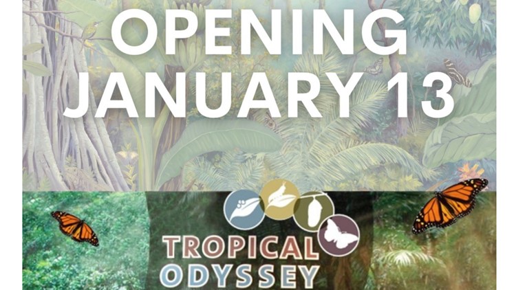 Midland Centennial Library to open new 'Tropical Odyssey' exhibit