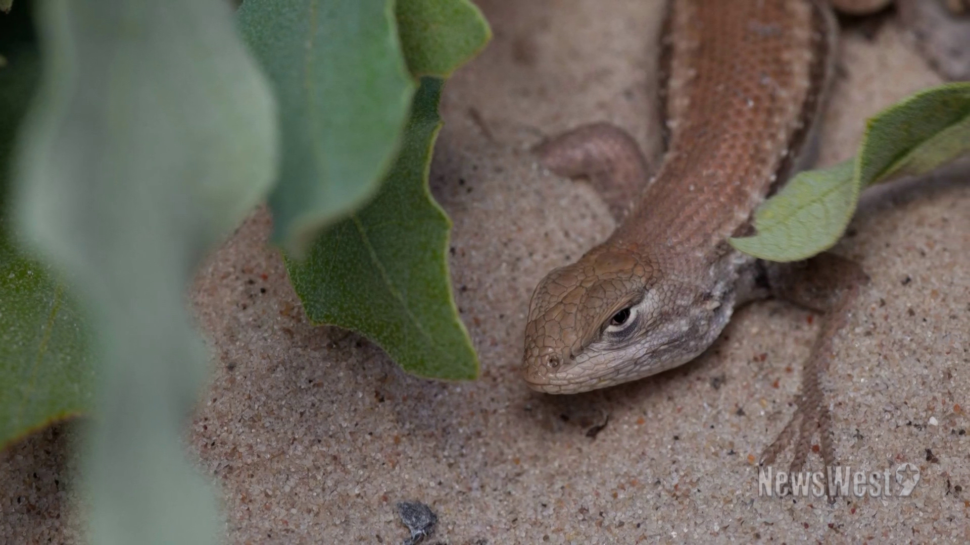 Earlier this year, the U.S Fish and Wildlife Service designated this West Texas lizard as an endangered species. Now, a lawsuit has been filed against them.