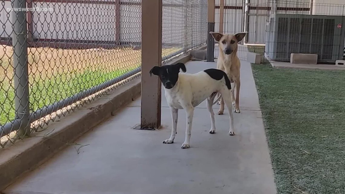 Meet Peyton and Preston, NewsWest 9's Pets of the Week - Vimarsana News