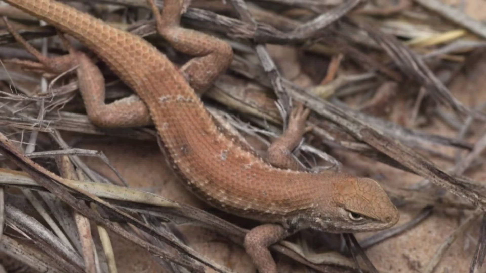 The lizard was added to the endangered list in New Mexico and Texas by the U.S. Fish and Wildlife Service.