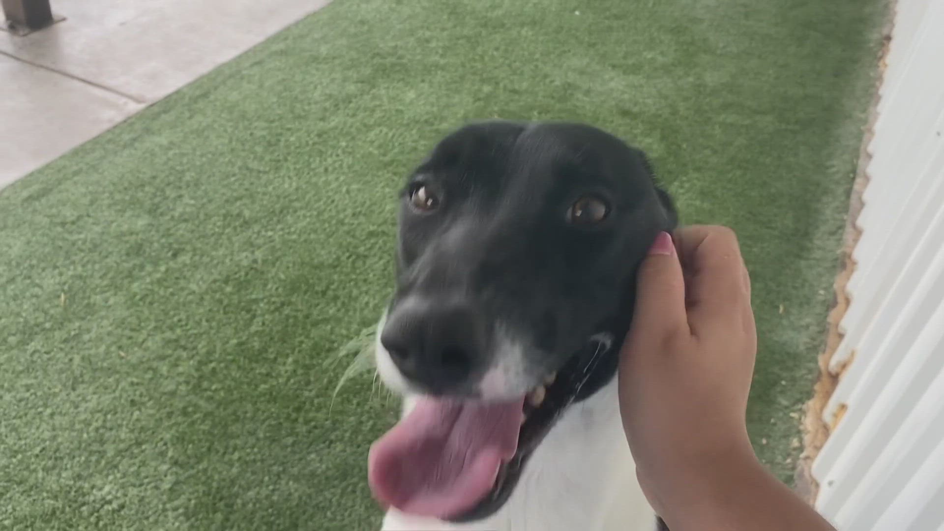 Luna is an energetic two year old lab mix.
