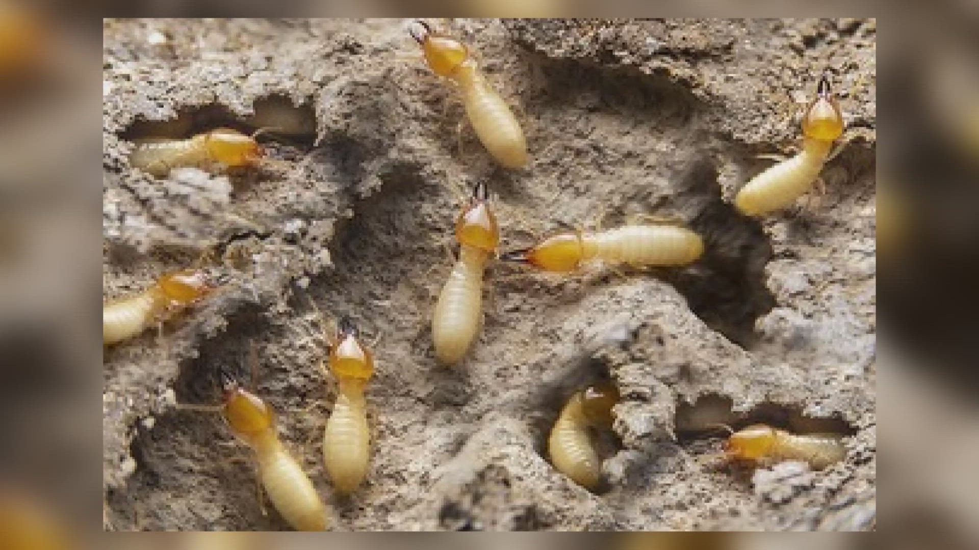 Termite swarming is a form of reproduction for termites. A male and a female termite will break away from their colony to try and form a new one.