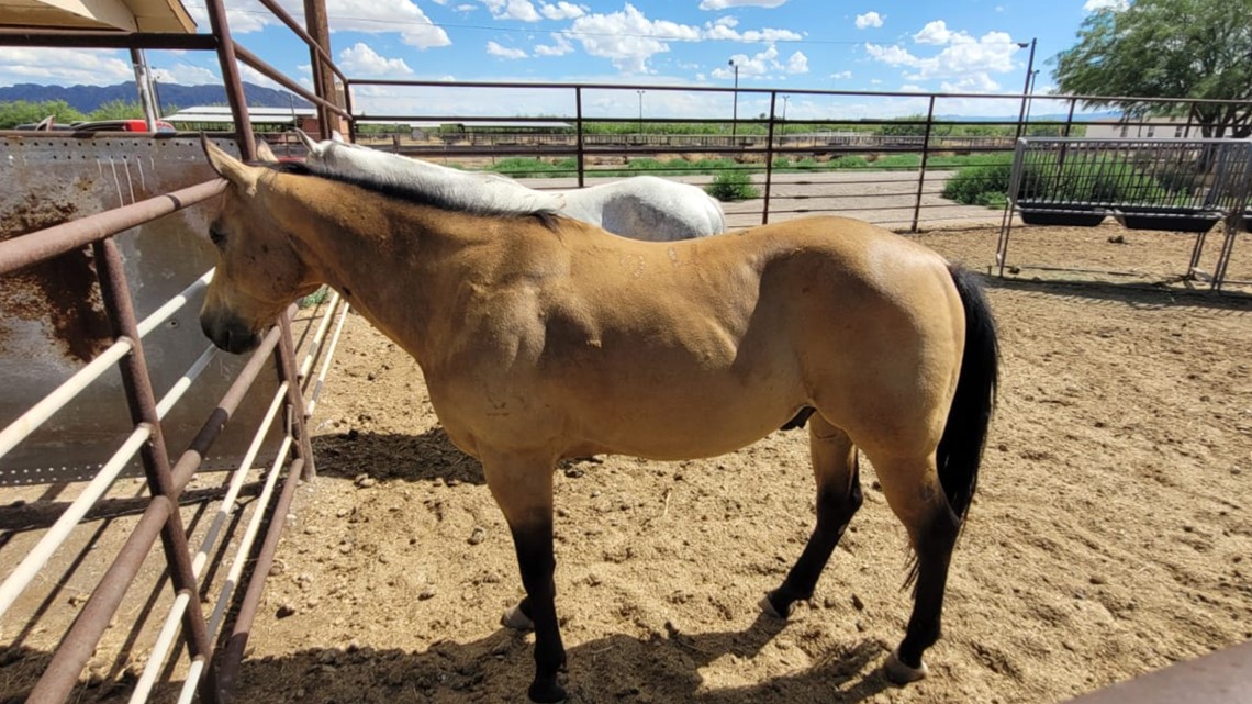 Presidio County Sheriff's Office post Notice of Estray