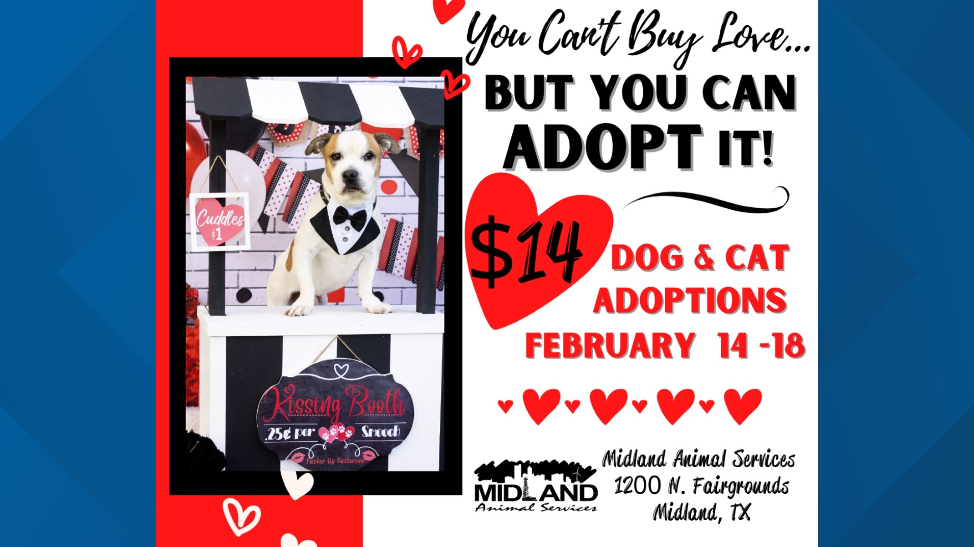City of Midland Animal Services to begin 'Be Mine' adoption specials on  Feb. 14 