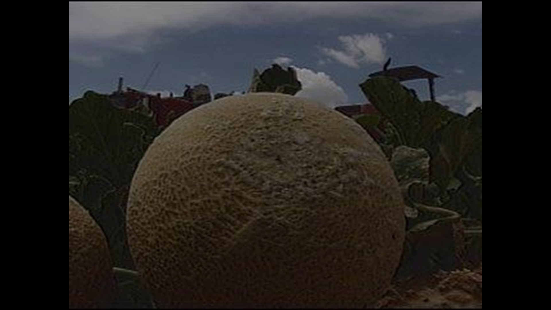 Pecos Cantaloupes Headed to the Market