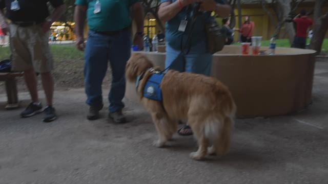 Austin Comfort Dogs In Odessa To Support Victims After Mass